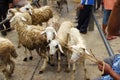 Goat seller at Traditional market Pingit, Temanggung, Central Java, Indonesia. Royalty Free Stock Photo