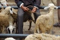 Goat seller at Traditional market Pingit, Temanggung, Central Java, Indonesia. Royalty Free Stock Photo