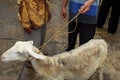 Goat seller at Traditional market Pingit, Temanggung, Central Java, Indonesia. Royalty Free Stock Photo