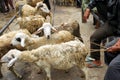 Goat seller at Traditional market Pingit, Temanggung, Central Java, Indonesia. Royalty Free Stock Photo