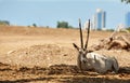 Goat in the shade of trees Royalty Free Stock Photo