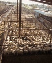 Goat and sheep auction stockyard in Fredericksberg, Texas