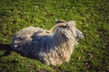 Goat, sheep or ewe Royalty Free Stock Photo