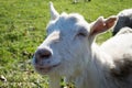 Goat, sheep or ewe Royalty Free Stock Photo