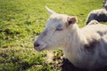 Goat, sheep or ewe Royalty Free Stock Photo