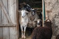 Goat and sheeps in the doorway of the barn. Herd of pet on farm.
