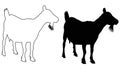 Goat silhouette - farm animal Royalty Free Stock Photo