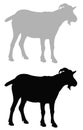 Goat silhouette - farm animal Royalty Free Stock Photo