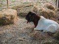 Goat sit alone in farm