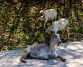 Goat sitting down with his eyes closed and laughing, with two other goats behind him eating unhindered, near the village sheepfold Royalty Free Stock Photo