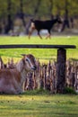 Goat sitting in the grass. Royalty Free Stock Photo