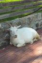 The white goat lies on the ground. Royalty Free Stock Photo