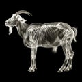 Goat skeletal structure. Goats skeletal system is clearly visible, showcasing bone structure and joints.