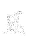 Goat sketch, Animal goat is standing high on rocks, Vector hand drawn linear Royalty Free Stock Photo