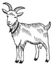 Goat sketch. Hand drawn farm mammal animal Royalty Free Stock Photo