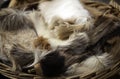 Goat skins fur Royalty Free Stock Photo