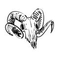 Goat skull hand drawing. Goat head skeleton. Vector illustration