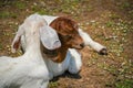 the goat sleeping on the ground Royalty Free Stock Photo