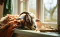 Goat Sleeping Peacefully in a Cozy Corner