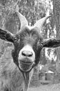 Goat smiling Royalty Free Stock Photo