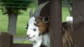 Goat Smiling Around the Fence Royalty Free Stock Photo