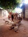 Goat, Sokoto Red breed and kids climbing log Royalty Free Stock Photo