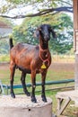 Goat standing in the farm