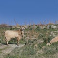 Goat Standing in Field. . Isolated