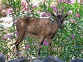 Goat standing in front of pink rhododendron in greek, Crete Royalty Free Stock Photo