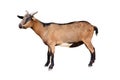 Goat standing isolated on white background. Female goat animal isolated
