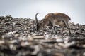 Iberian ibex standing on rock