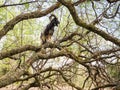 Goat standing on a small branches of a tree high in the air. Self belief and confidence concept. Be brave and push your limits