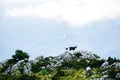 Goat standing on the stone of the Evia`s mountain Royalty Free Stock Photo