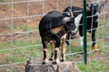 Goat standing on tree stump Royalty Free Stock Photo