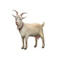Goat standing up isolated on a white background Royalty Free Stock Photo