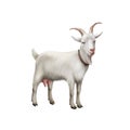 Goat standing up isolated on a white background Royalty Free Stock Photo