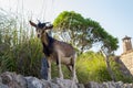 A goat standing on the wall Royalty Free Stock Photo