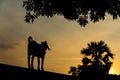 Goat standing on a wall looking out to the outside. Royalty Free Stock Photo
