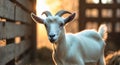 Goat standing in a warm barn during sunset highlighting its white fur and curious expression Royalty Free Stock Photo