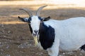 A goat standing in the yard and chewing grass Royalty Free Stock Photo
