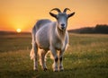 A goat stands in a field at sunset, during the golden hour. Royalty Free Stock Photo