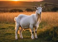 A goat stands in a field at sunset, during the golden hour. Royalty Free Stock Photo