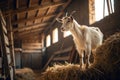 Goat stands proudly on haystack inside warm barn with soft afternoon light Royalty Free Stock Photo