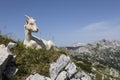 Goat stands between young pines in the alps of Slovenia