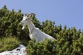 Goat stands between young pines in the alps of Slovenia