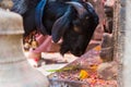 Goat at statue and shrine of Kal Bhairav at Kathmandu Durbar Square, Kathmandu Valley, Nepal Royalty Free Stock Photo