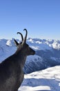 Goat statue on Wurmkogl mountain peak overlooking Ãtztal valley