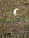 A goat at steep hillside Royalty Free Stock Photo