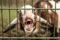 Goat sticks tongue out with head through fence, making a funny face, begging for food