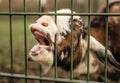 Goat sticks tongue out with head through fence, making a funny face, begging for food